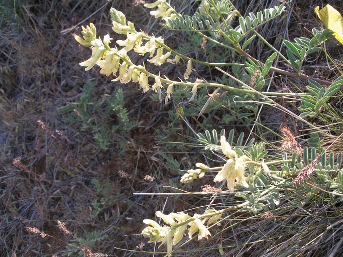 صورة Astragalus californicus (A. Gray) Greene