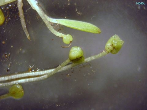 Image of winged water-starwort