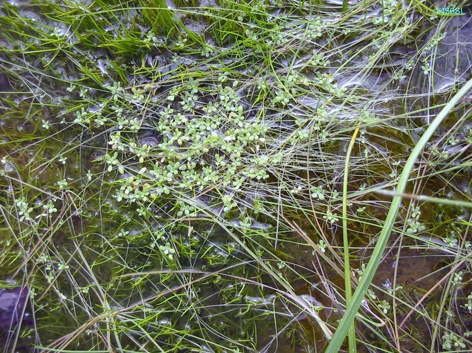 Image of winged water-starwort