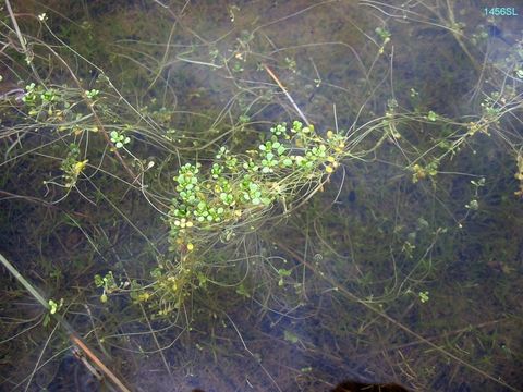 Image of winged water-starwort