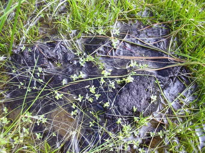 Image of winged water-starwort