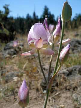 Calochortus greenei S. Watson resmi