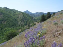 صورة Astragalus californicus (A. Gray) Greene