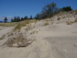 Image of coastal sand verbena