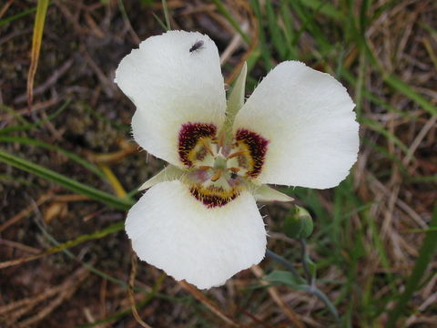 Image de Calochortus umpquaensis Fredricks