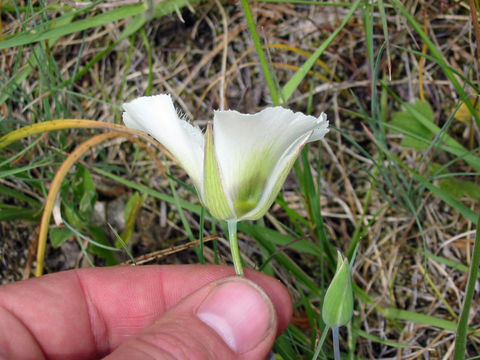 Image de Calochortus umpquaensis Fredricks