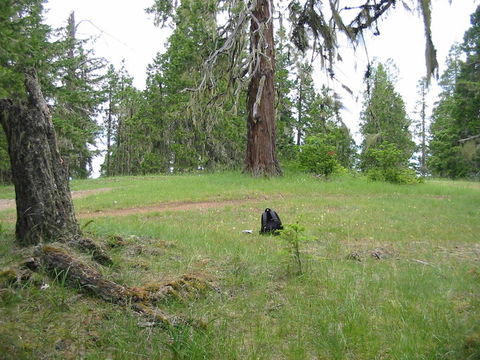 Image of Umpqua mariposa lily