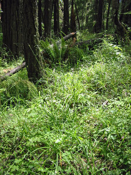 Image of Olney's Hairy Sedge