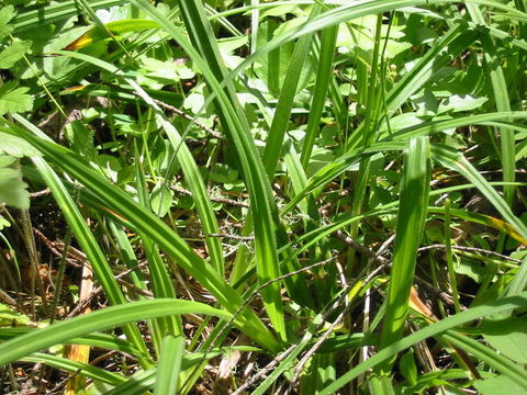 Image of Olney's Hairy Sedge