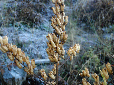 Image of tall bugbane