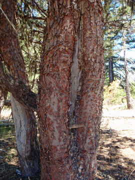 Image of Baker Cypress