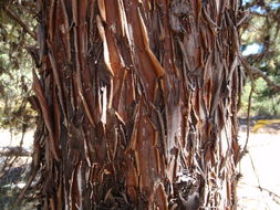 Image of Baker Cypress