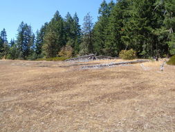 Image of Baker Cypress