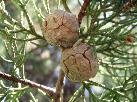 Image of Baker Cypress