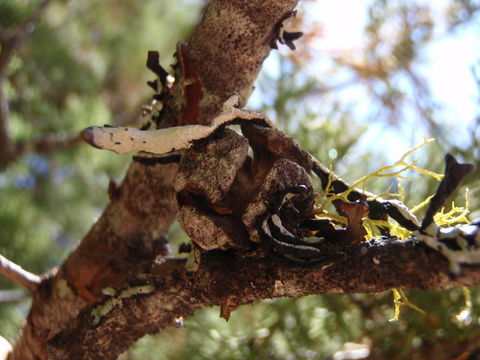 Image of Baker Cypress