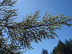 Image of Baker Cypress