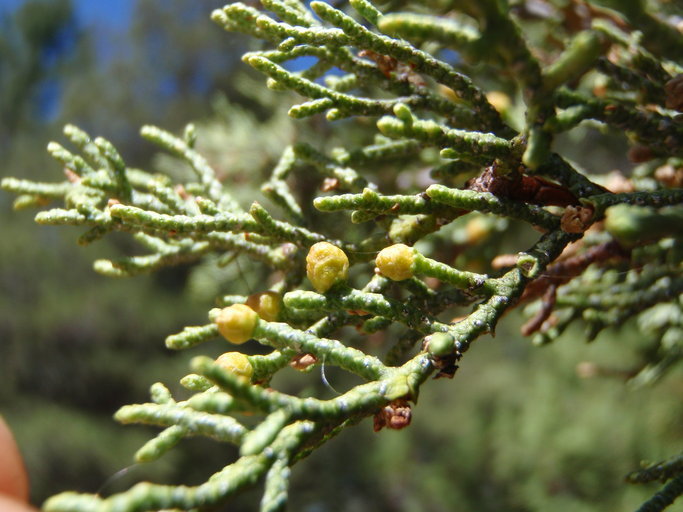 Image of Baker Cypress