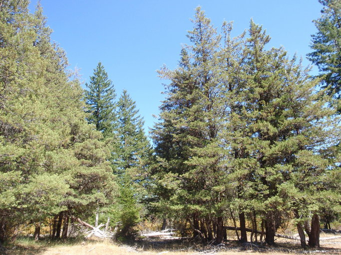 Image of Baker Cypress