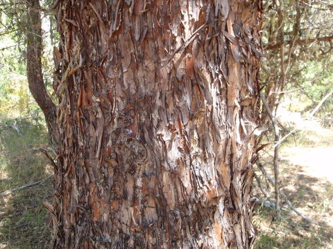 Image of Baker Cypress