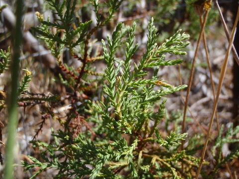 Image of Baker Cypress