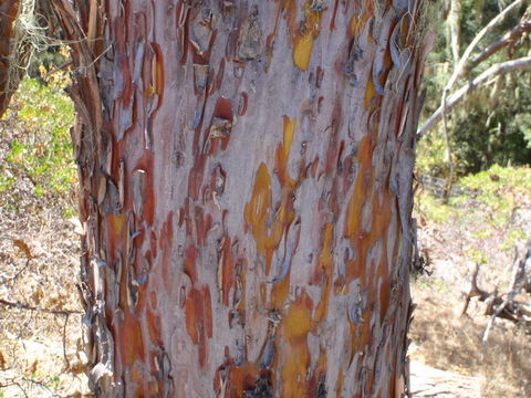 Image of Baker Cypress