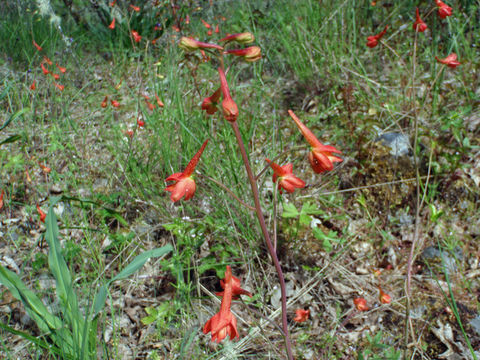 Image of red larkspur