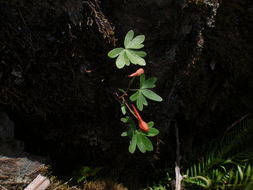 Image of red larkspur