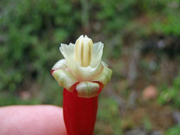 Imagem de Dichelostemma ida-maia (Alph. Wood) Greene