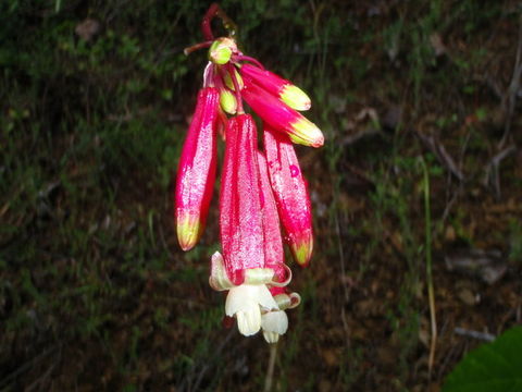 Imagem de Dichelostemma ida-maia (Alph. Wood) Greene