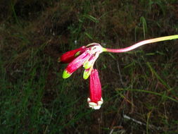 Imagem de Dichelostemma ida-maia (Alph. Wood) Greene