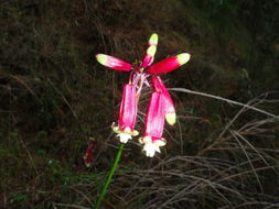 Imagem de Dichelostemma ida-maia (Alph. Wood) Greene