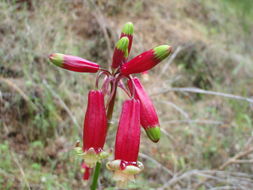 Imagem de Dichelostemma ida-maia (Alph. Wood) Greene