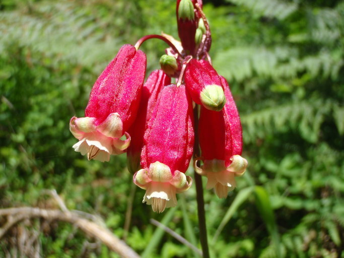 Imagem de Dichelostemma ida-maia (Alph. Wood) Greene