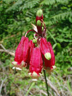 Imagem de Dichelostemma ida-maia (Alph. Wood) Greene