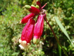 Imagem de Dichelostemma ida-maia (Alph. Wood) Greene