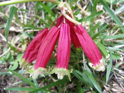 Imagem de Dichelostemma ida-maia (Alph. Wood) Greene