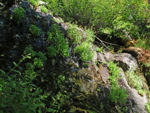 Epilobium luteum Pursh resmi