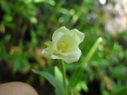 Epilobium luteum Pursh resmi