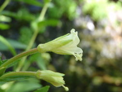 Epilobium luteum Pursh resmi