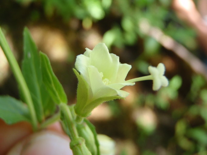 Epilobium luteum Pursh resmi