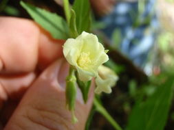 Epilobium luteum Pursh resmi