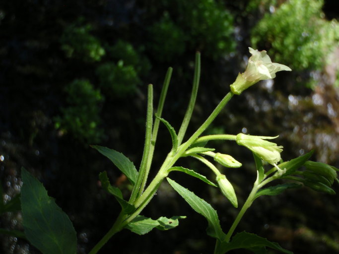 Epilobium luteum Pursh resmi