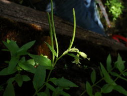 Epilobium luteum Pursh resmi