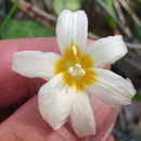 Image of Howell's fawnlily