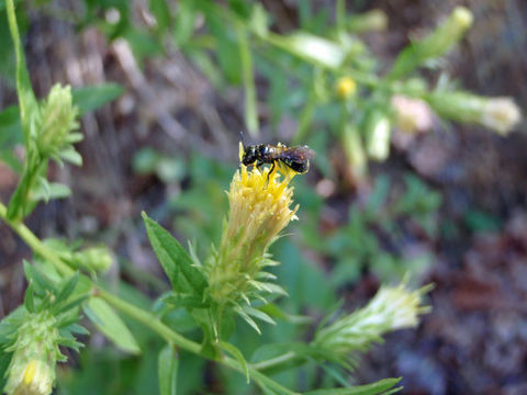 Image de Eucephalus vialis Bradshaw