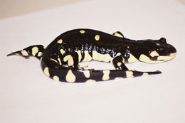 Image of California Tiger Salamander