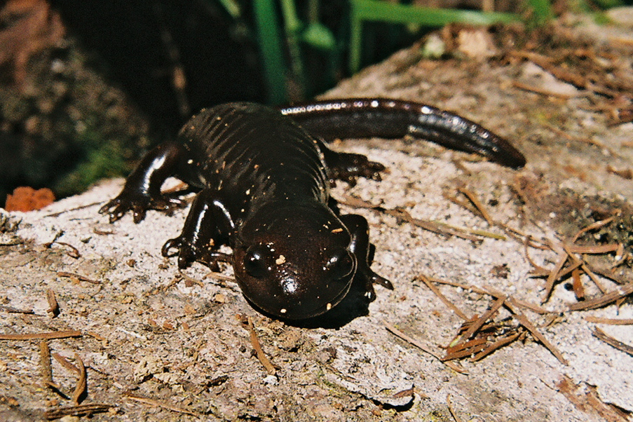 Image of Northwestern Salamander