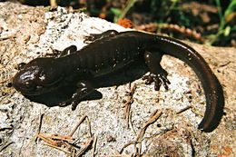 Image of Northwestern Salamander