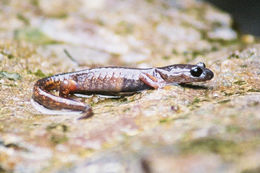 Image of Common Ensatina