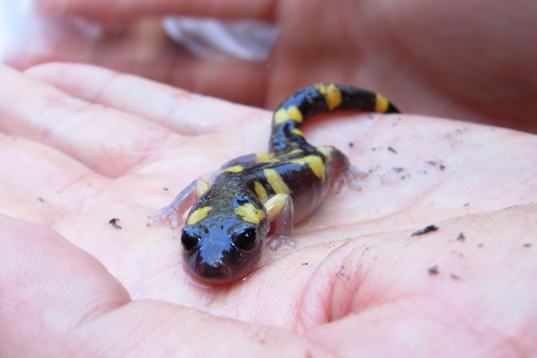 Image of Common Ensatina